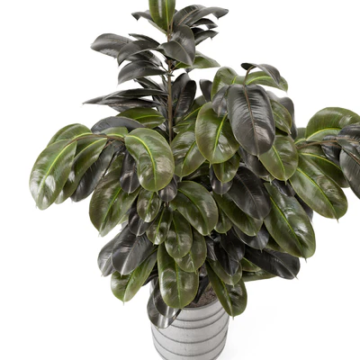 Indoor Plants  in rusty Concrete Pot - Set 549 — Вид 4