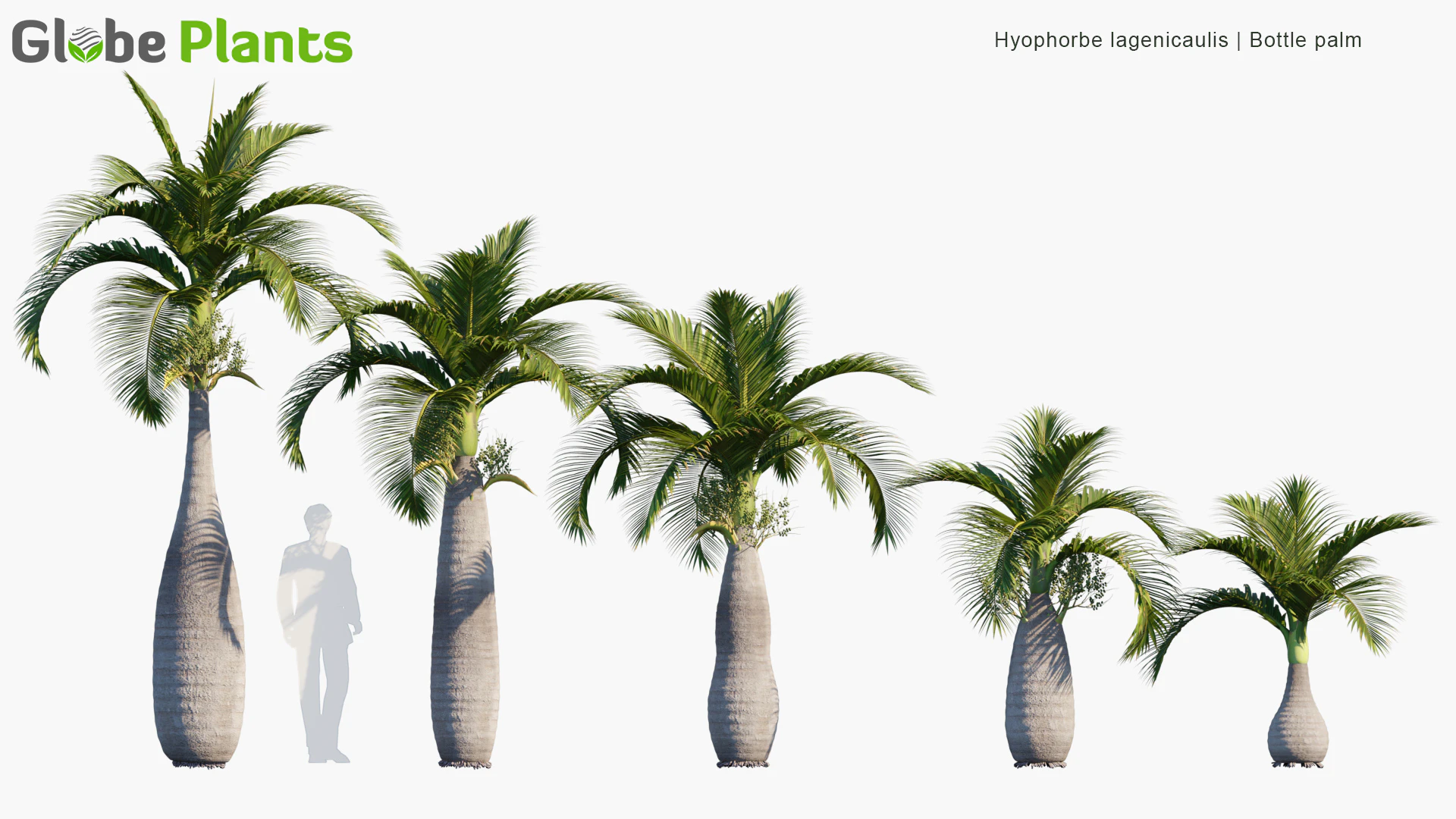 hyophorbe lagenicaulis — Скачать