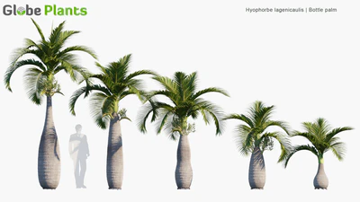 hyophorbe lagenicaulis — download