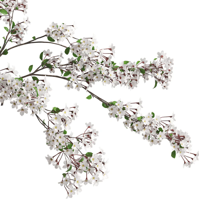 Vases with Branches White Cherry — Descargar