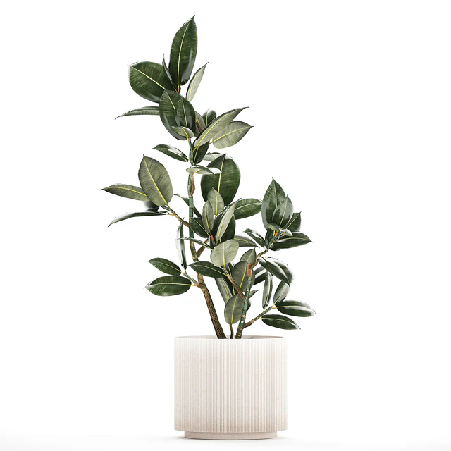 Beautiful small tree in a modern pot Ficus rubbery, elastica, Ficus Abidjan, Ficus Robusta. 1235 — Descargar