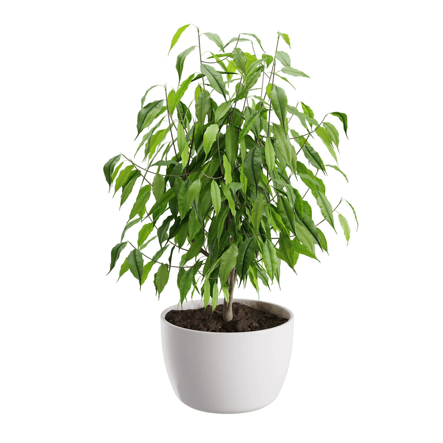 plant ficus — Descargar