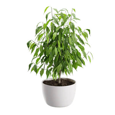 plant ficus — Descargar