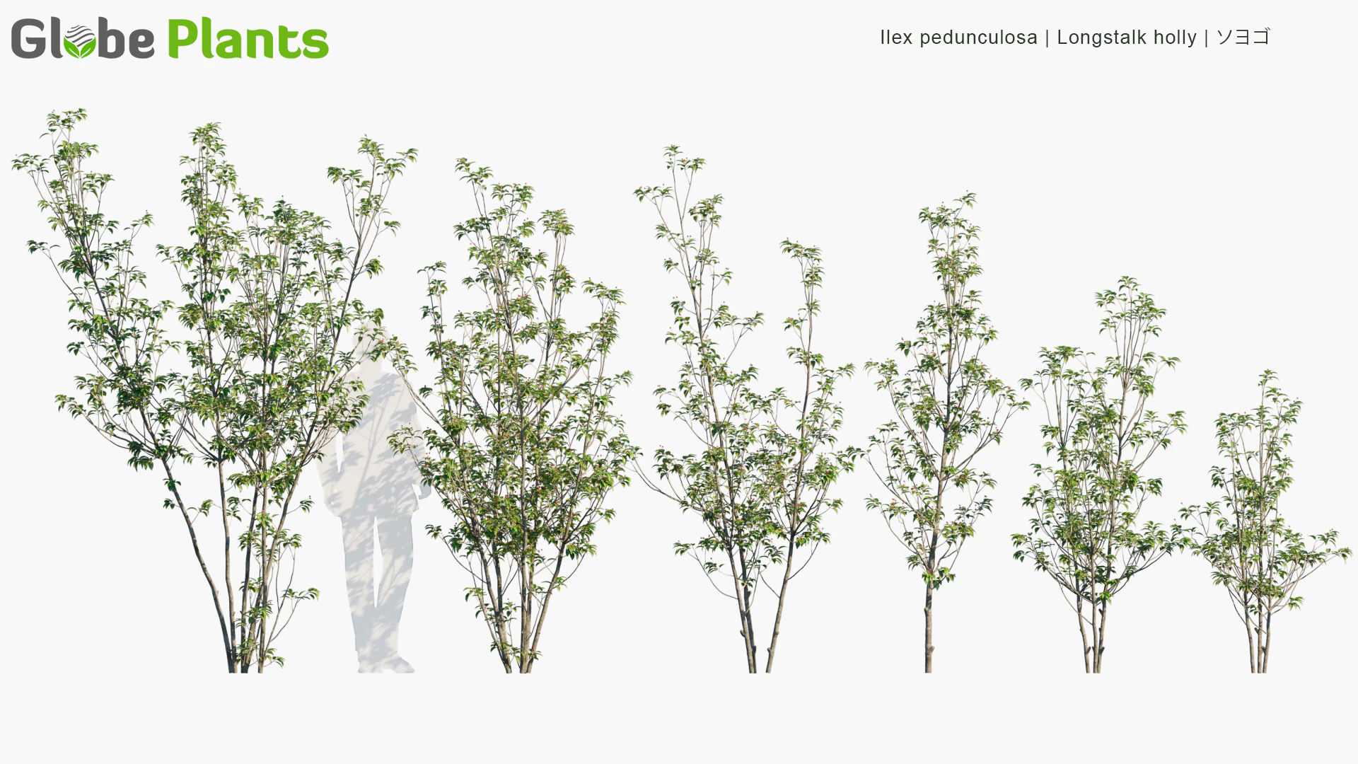 ilex pedunculosa — Download