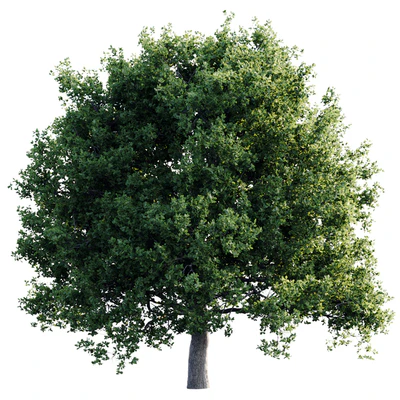 Oak 26m — Ver 4