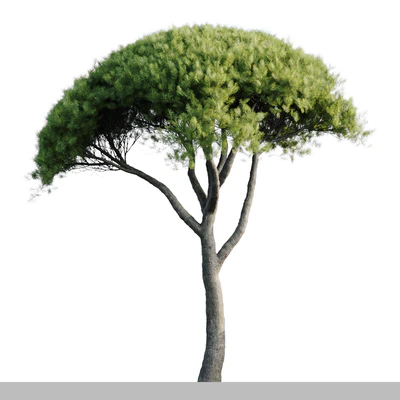 Pinus Pinea 13m and 12m — Ver 4