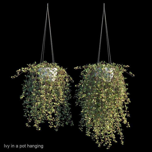Ivy in a pot hanging — Descargar