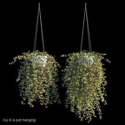 Ivy in a pot hanging — Descargar