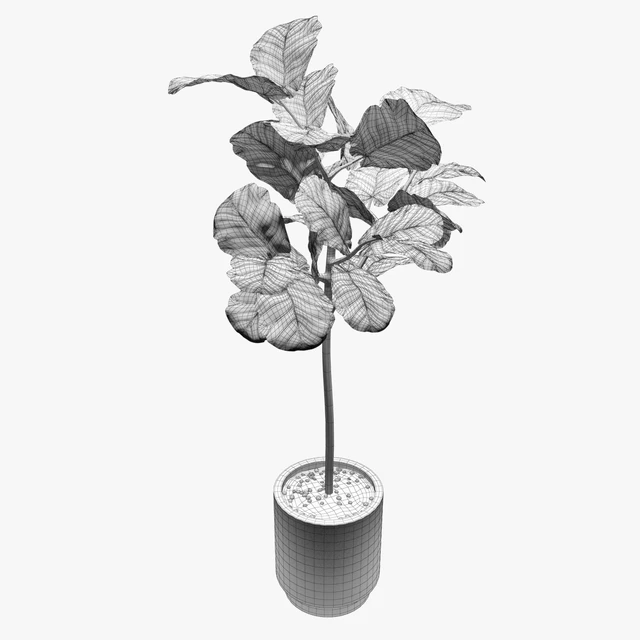 Ficus — Descargar