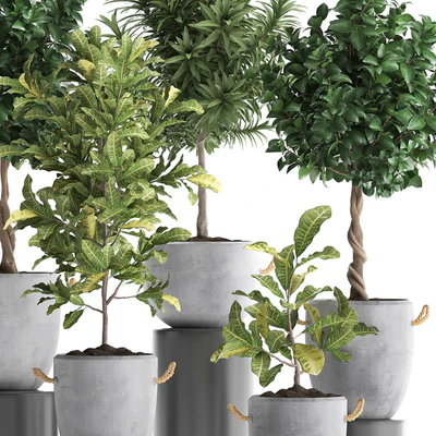 Collection of small trees in concrete pots with handles with Lemon tree, croton, oleander, citrus.  Set 437. — Ver 5