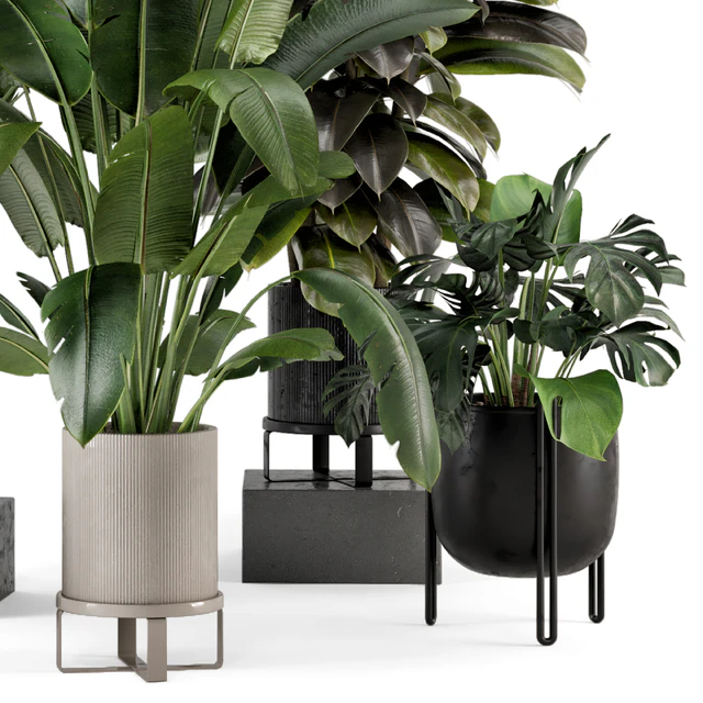 Indoor Plants in Ferm Living Bau Pot Large - Set 879 — Descargar