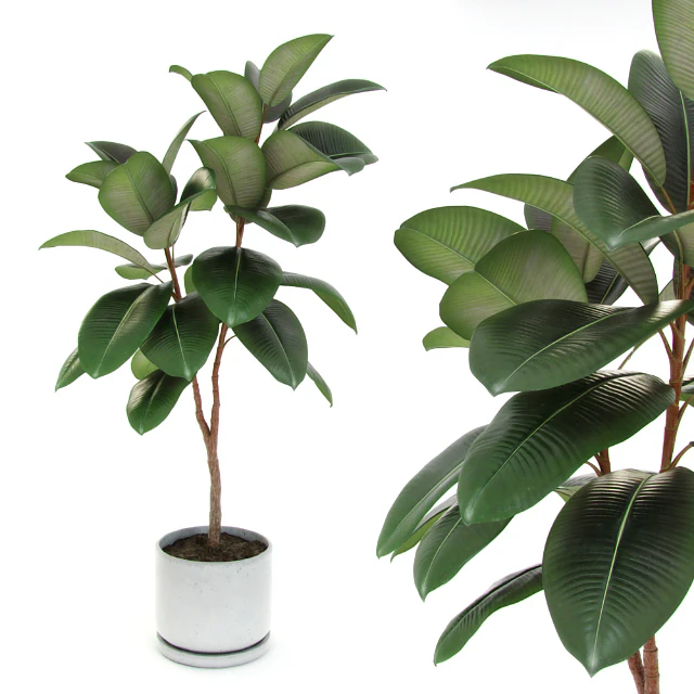 Ficus elastica decora (medium) — Descargar