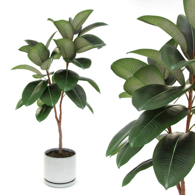 Ficus elastica decora (medium) — Ver 1