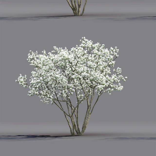 Amelanchier — Descargar