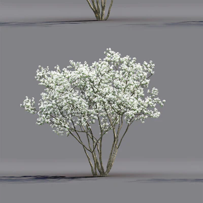 Amelanchier — Ver 3