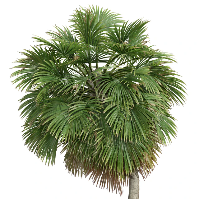 Acoelorrhaphe Wrightii and Borassus Flabellifer and Areca Catechu Decorative Garden Fruit — Descargar