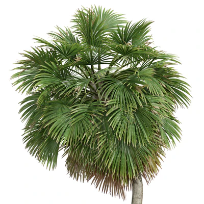 Acoelorrhaphe Wrightii and Borassus Flabellifer and Areca Catechu Decorative Garden Fruit — Ver 5