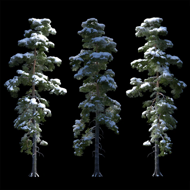 A large pine tree in the snow — Descargar