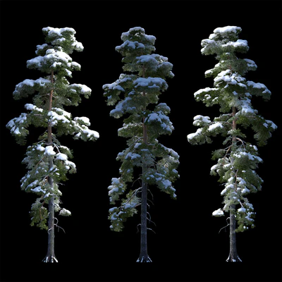 A large pine tree in the snow — Ver 1