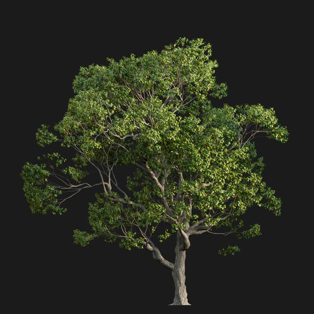 Cinnamomum camphora 02 — Descargar