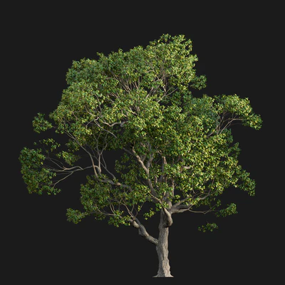 Cinnamomum camphora 02 — Ver 5