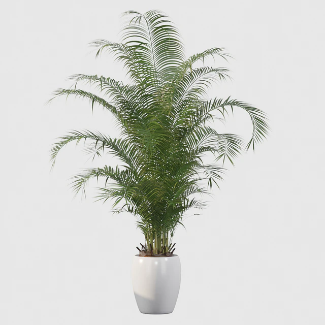 Plants collection 032 - Areca Palm Pack 1 — Descargar