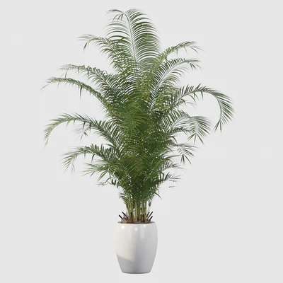 Plants collection 032 - Areca Palm Pack 1 — Ver 4
