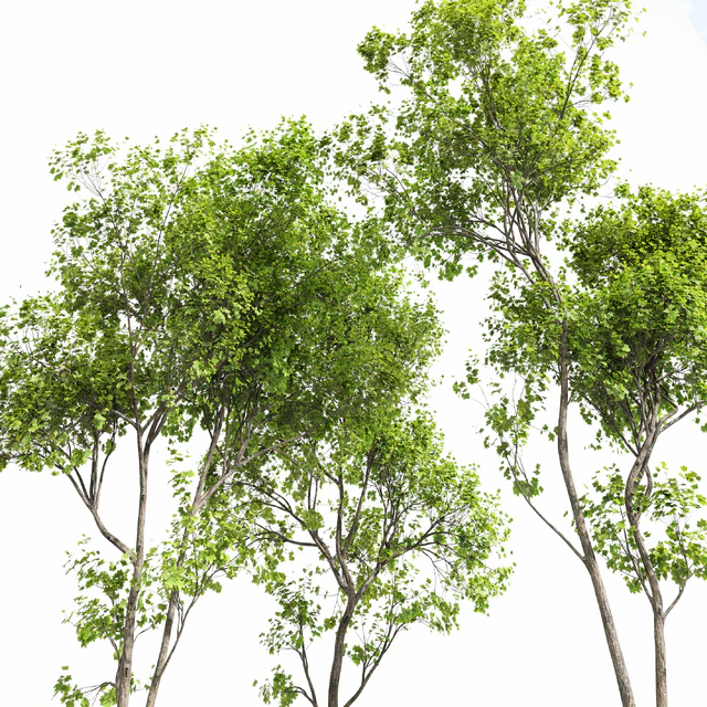 Real Tree Acer Saccharinum Summer — Скачать