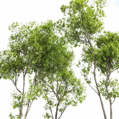 Real Tree Acer Saccharinum Summer — Вид 4