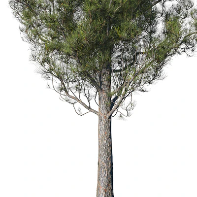 Pine — Ver 3