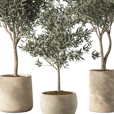 Olive Tree Indoor Plants Set.85 — Вид 3