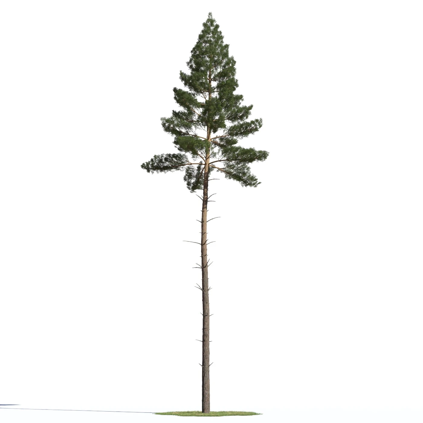 coniferous trees 019 — Descargar