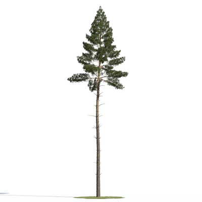 coniferous trees 019 — Descargar
