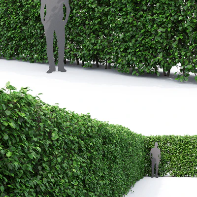 Crataegus hedge (2.2m) — Ver 2