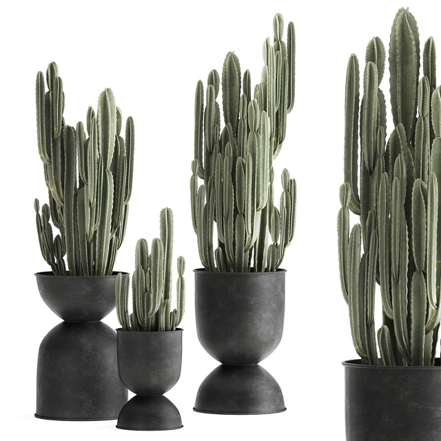 A collection of plants of beautiful cacti in black metal pots with Cereus. Set 898. — Descargar