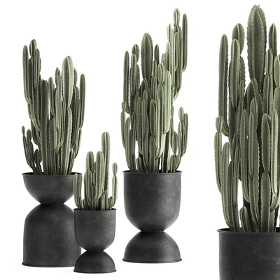 A collection of plants of beautiful cacti in black metal pots with Cereus. Set 898. — Ver 6