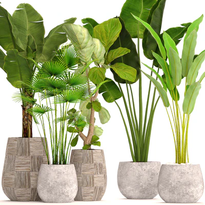 Collection of plants in pots 41. concrete pot, flowerpot, bush, banana palm, ficus lyrata, fan palm, strelitzia — Ver 1