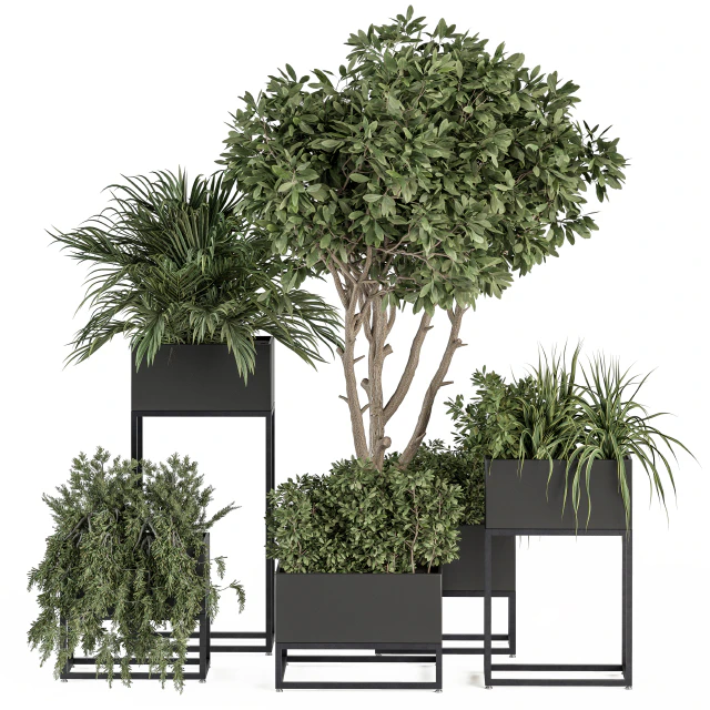 indoor Plant Set 327 - Plant Set in Black Box — Descargar
