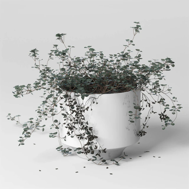 ib indoor plant Soleirolia — Descargar