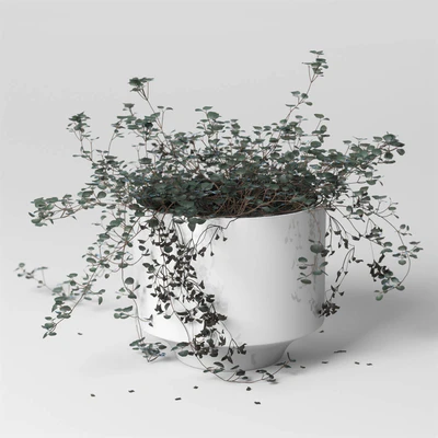 ib indoor plant Soleirolia — Ver 1