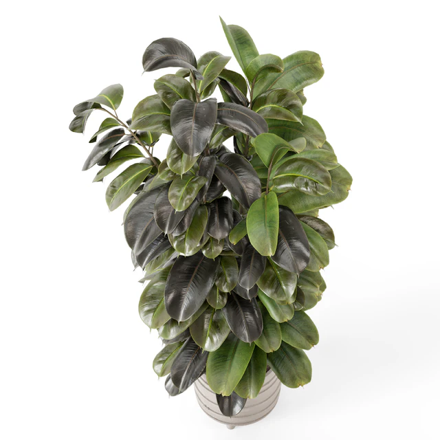 Indoor Plants in rusty Concrete Pot - Set 1209 — Descargar
