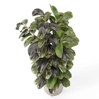 Indoor Plants in rusty Concrete Pot - Set 1209 — Ver 4