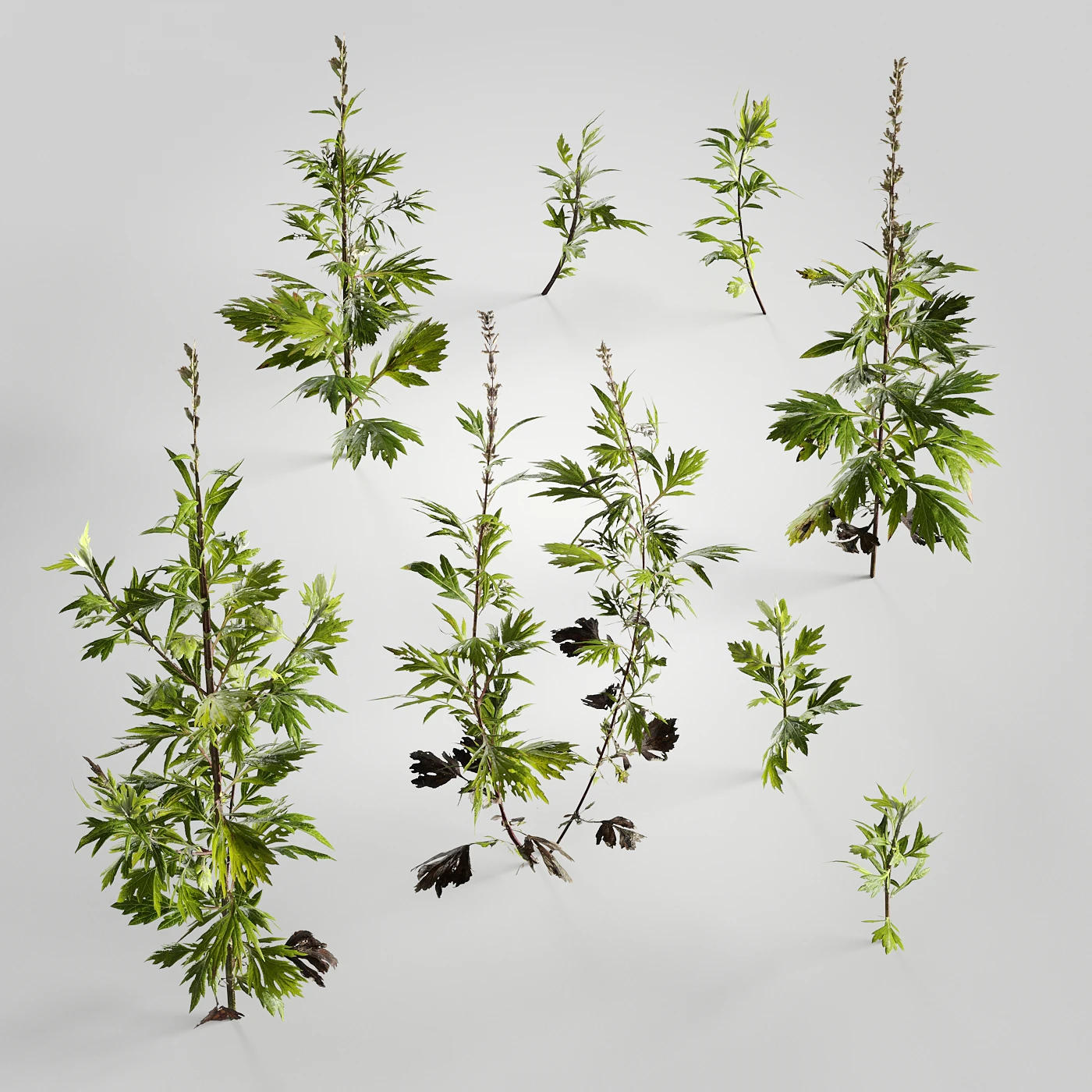 plants and weeds 010 — Descargar