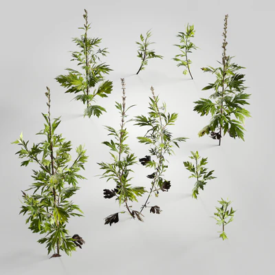 plants and weeds 010 — Descargar