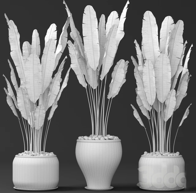 Set of banana trees, Стрелиция, горшок, куст, вазон, декоративный — Скачать