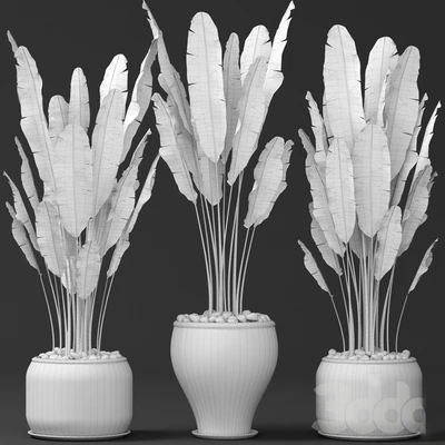 Set of banana trees, Стрелиция, горшок, куст, вазон, декоративный — Вид 3
