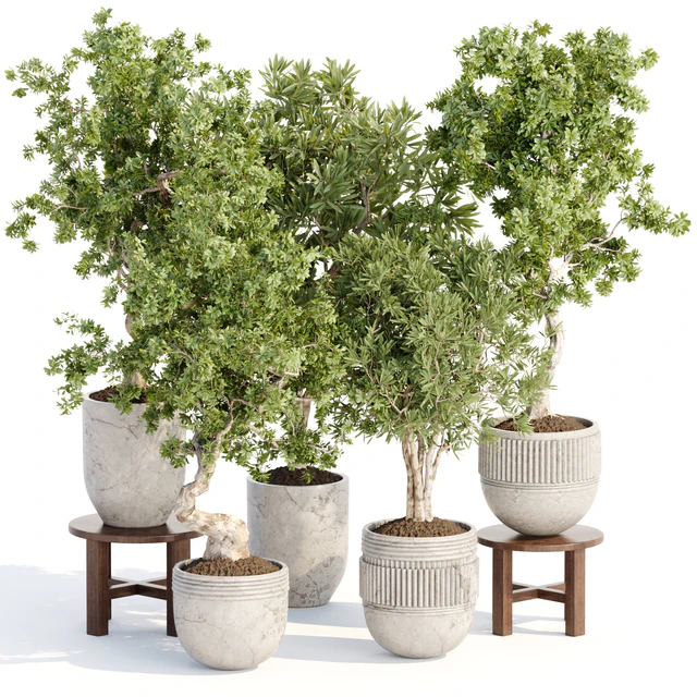 Indoor Plants collection vol 103 — Descargar