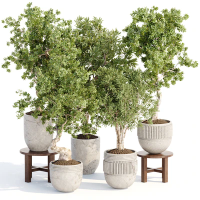 Indoor Plants collection vol 103 — скачать
