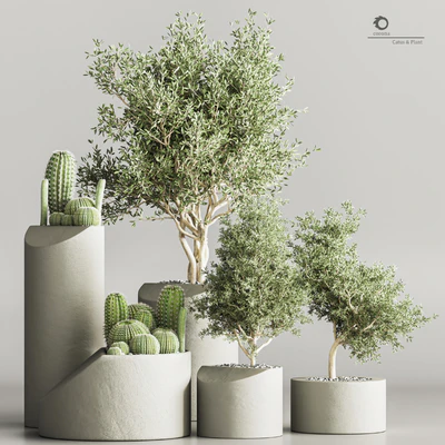 cactus & plant vol 04 — Вид 1