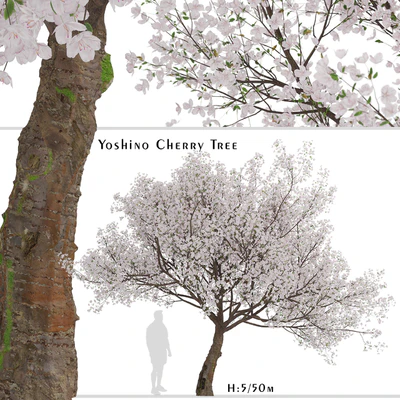 Yoshino Cherry Tree (Prunus yedoensis) (1 Tree) — Вид 1